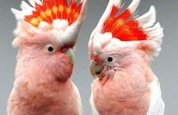 /album/galleria-foto-australia/kakadu190610apa726-jpg/