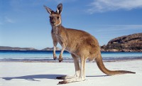 /album/galleria-foto-australia/kangaroo-jpg/